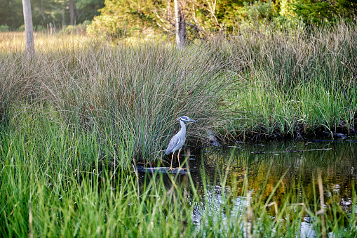 A blue heron standing in the marshes of the bay.