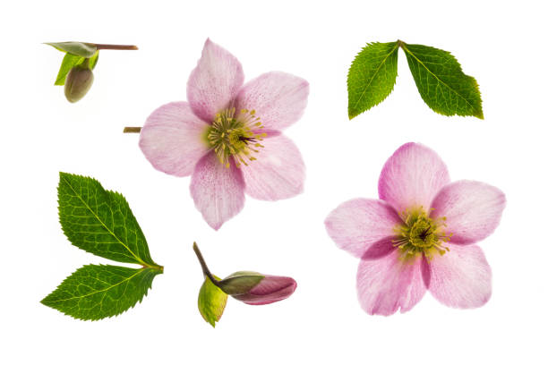 istock pink hellebore flowers, buds and leaves background 1263968064