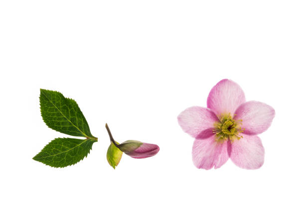 istock pink hellebores on white background with copy space above 1263968066