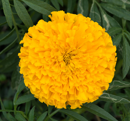 close up yellow Marigold flower isolated in garden background