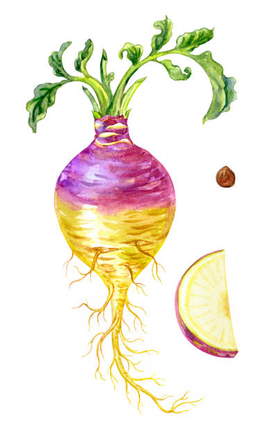 ilustrações de stock, clip art, desenhos animados e ícones de rutabaga vegetable (brassica napobrassica), watercolor botanical illustration - rutabaga