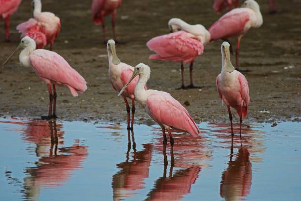 I Figured You Out A bowl of roseate spoonbills on Sanibel Island, Florida ding darling national wildlife refuge stock pictures, royalty-free photos & images