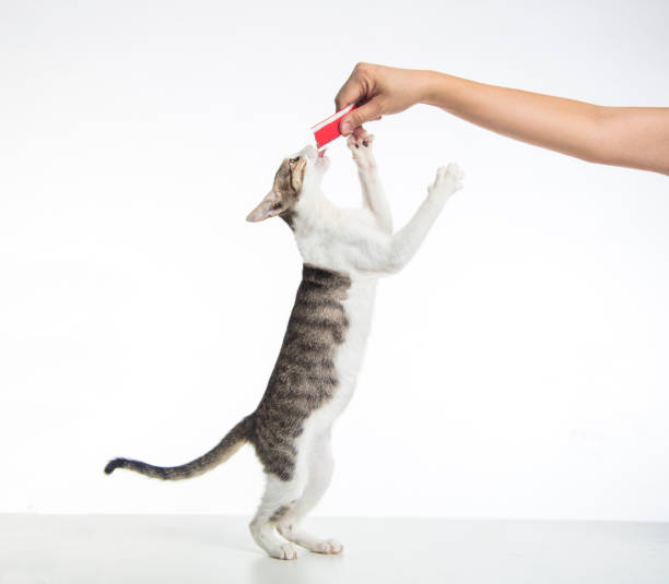 istock cat standing and eating food from hand 1263969007