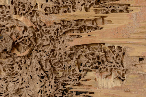 fond de plan rapproché et texture de termite de nid au mur en bois - worker termite photos et images de collection