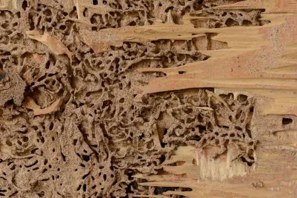 Photo of closeup background and texture of nest termite at wooden wall