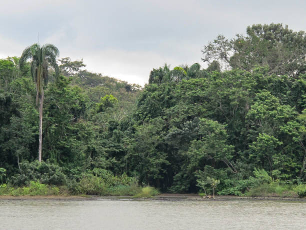 istock Panama Canal Landscape 1263972572