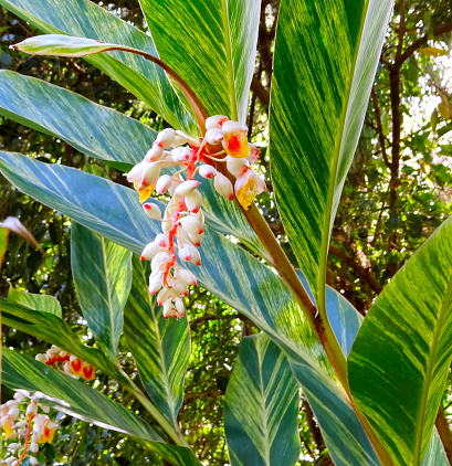 Close-up of shell ginger flower (Alpinia zerumbet) blooming with green