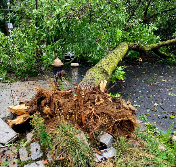 istock Fallen Tree With Ripped Up Sidewalk After A Tropical Storm 1263975106