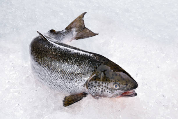 新鮮なサーモン魚介類のシーフードを氷の上で調理していない - variation catch of fish fish prepared fish ストックフォトと画像