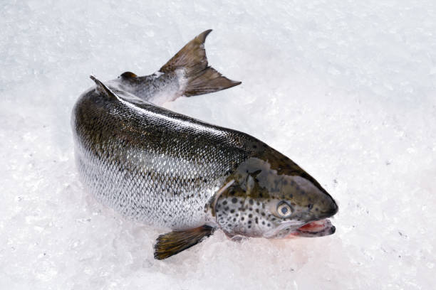 istock Fresh whole salmon fish seafood uncooked on ice 1263975134