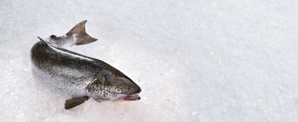 istock Fresh whole salmon fish seafood uncooked on ice with copy-space 1263975138
