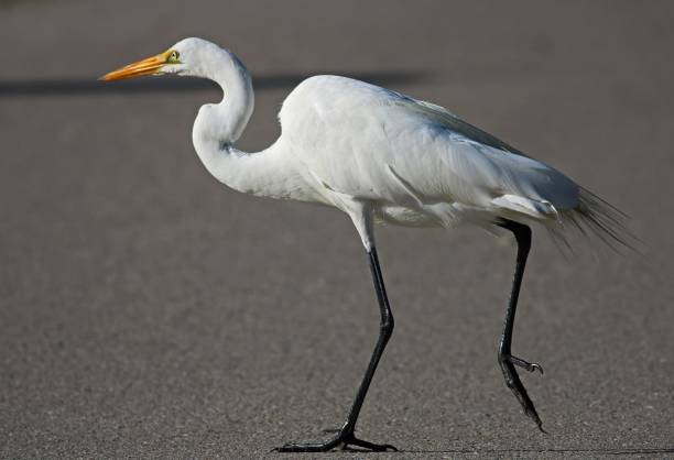 Not Everyone Can Be the Princess-Someone Has to Clap As I Walk By A great egret struts her stuff ding darling national wildlife refuge stock pictures, royalty-free photos & images