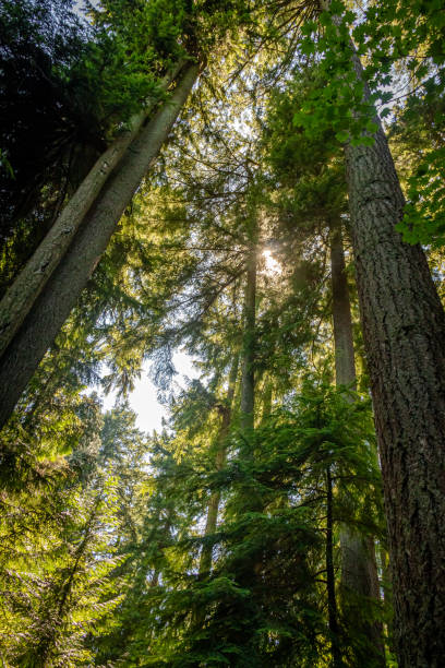 istock Light shining through the forest canopy of evergreen conifer trees in summer 1263976014