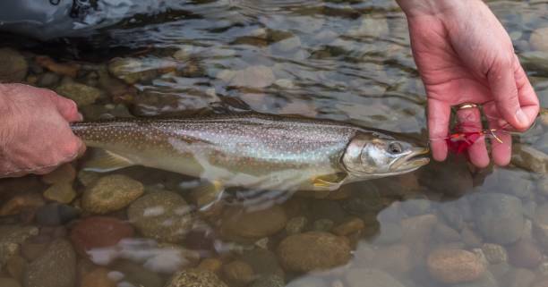 eine nahaufnahme einer bullenforelle im wasser, gefangen auf einer roten eindringlingsfliege - bull trout stock-fotos und bilder