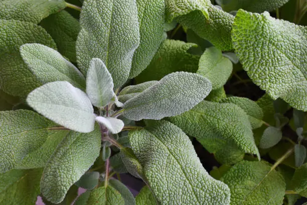 Photo of White Sage Plant