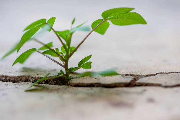 istock Small plant that has taken root and growing in a crack in a concrete path/road. 1263977539
