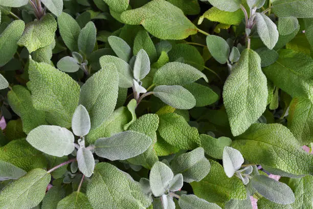 Photo of White Sage Plant