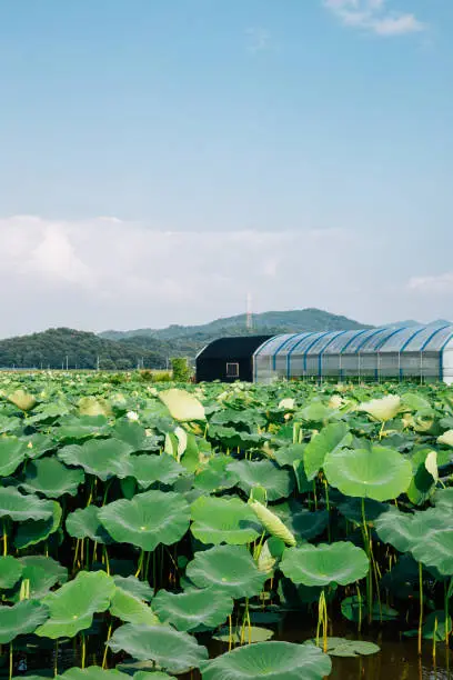 Greenhouse and green lotus flower field at Gwangokji Lotus Flower Theme Park in Siheung, Korea