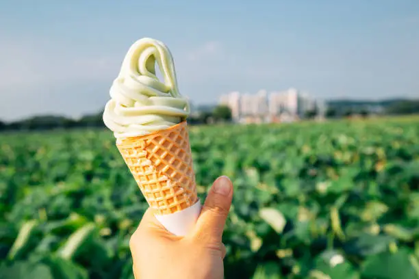 Ice cream cone with green lotus flower field at Gwangokji Lotus Flower Theme Park in Siheung, Korea
