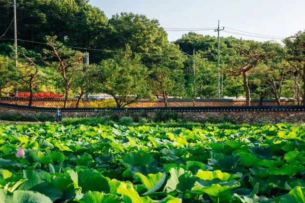 Summer of Gwangokji Siheung Lotus Flower Theme Park in Siheung, Korea