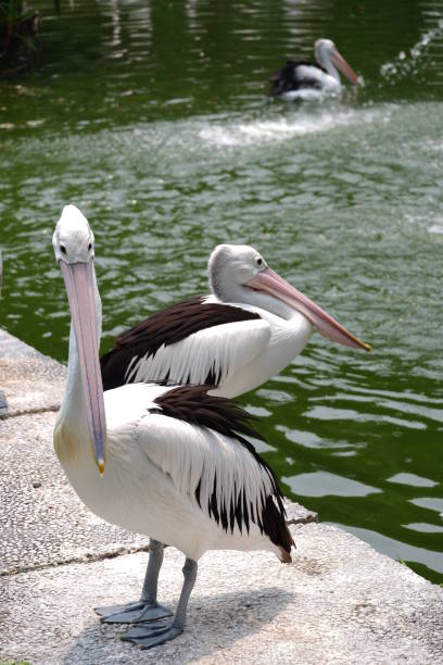 istock pelicans in the lake 1263983650