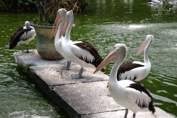 istock pelicans in the lake 1263983715