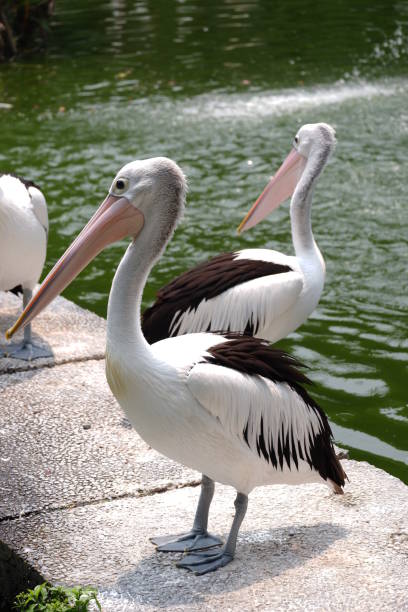 istock pelicans in the lake 1263983732