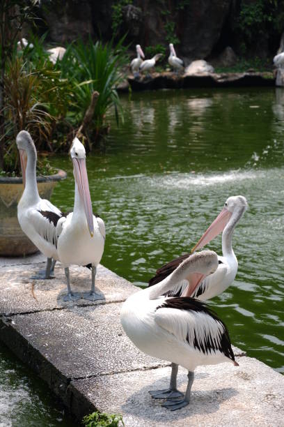 istock pelicans in the lake 1263983760
