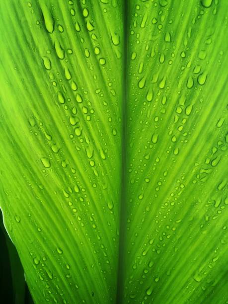 istock Rainwater on the green leaves after the rain stopped 1263983842