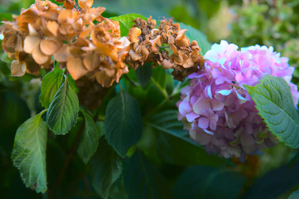 Purple hydrangea with withered inflorescence next to it, surrounded by its own foliage