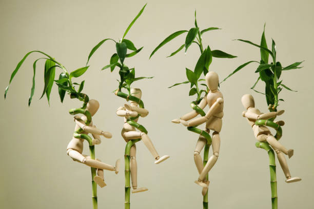 Wooden dummies clinging onto lucky bamboo plants