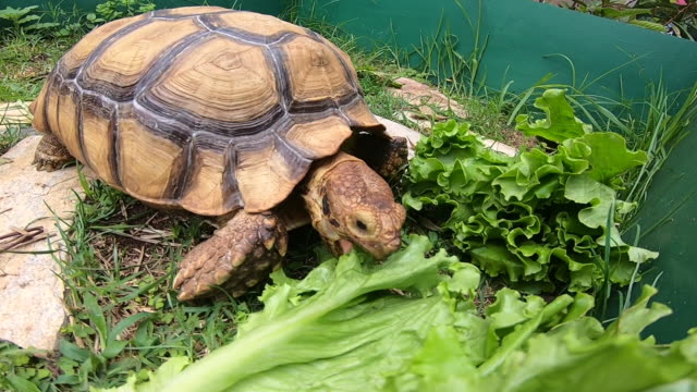 Human's hand feeding lettuce to Sulcata Tortoise in green grass garden at farm. Close up of Tortoise eating