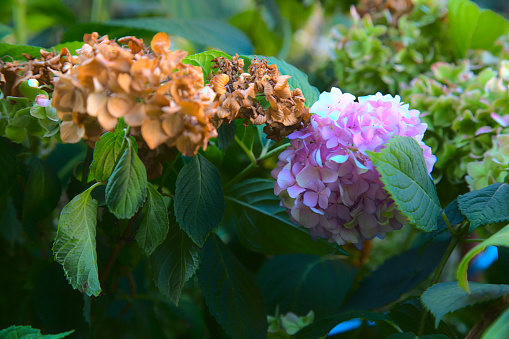 Purple hydrangea with withered inflorescence next to it, surrounded by its own foliage