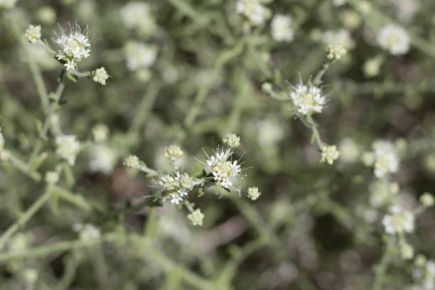 istock PETALONYX THURBERI - TWENTYNINE PALMS - 051620 C 1263987462