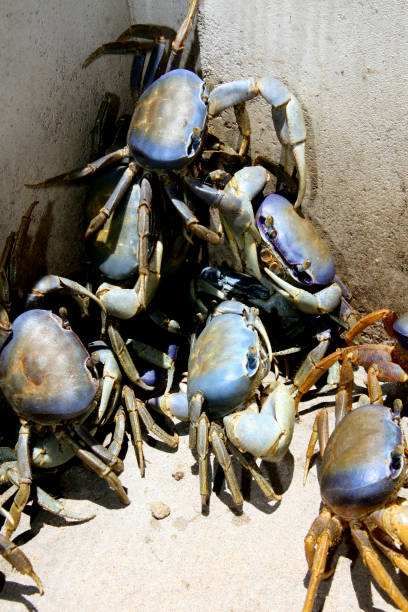 istock guiamim crab breeding 1263989168