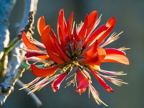 Closeup photo of a beautiful Coral Tree with its vibrant red flowers, branches and soft focus green leaves