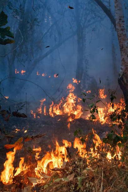 istock Rain forest fire disaster is burning caused by humans 1263992411