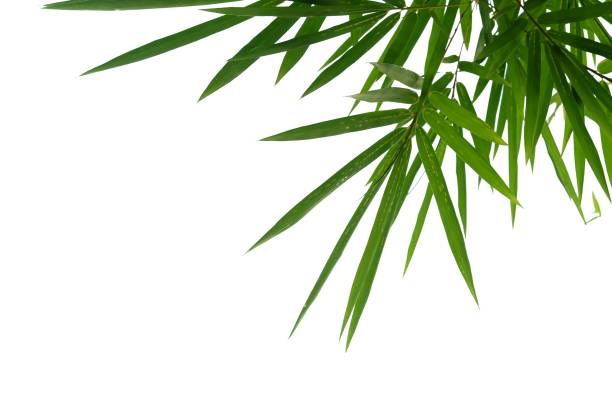 istock Bamboo leaves with branches on white background for green foliage backdrop 1263993650
