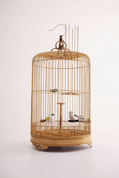 istock Bird in a birdcage with its door open 1263996777