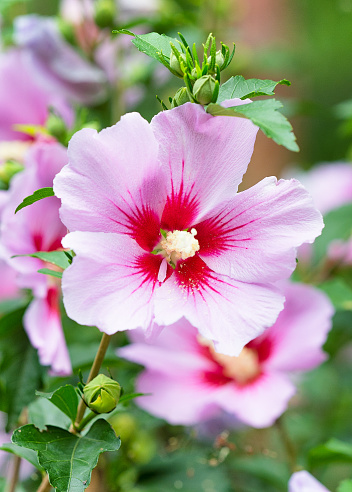 Hibiscus Syriacus, Seoul Korea