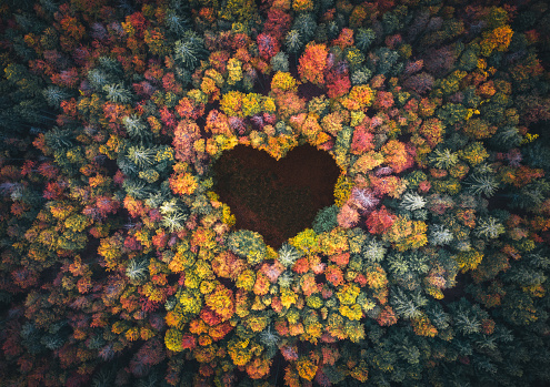 Aerial view on mixed forest in autumn colours with clearing in the shape of a heart.