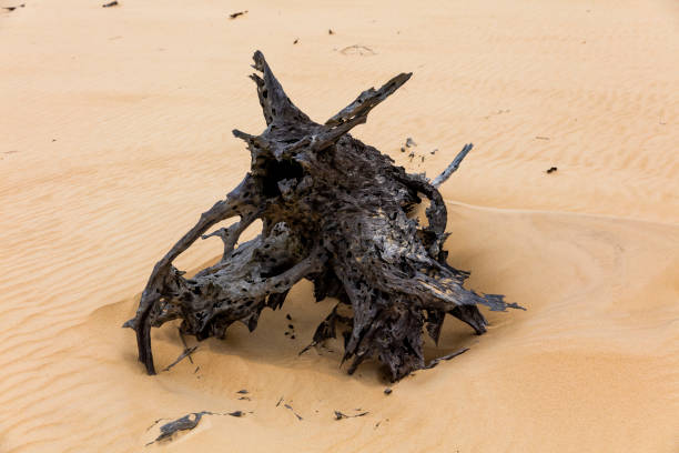 Dead trees on sand blows or sand dunes on Fraser Island, Queensland, Australia