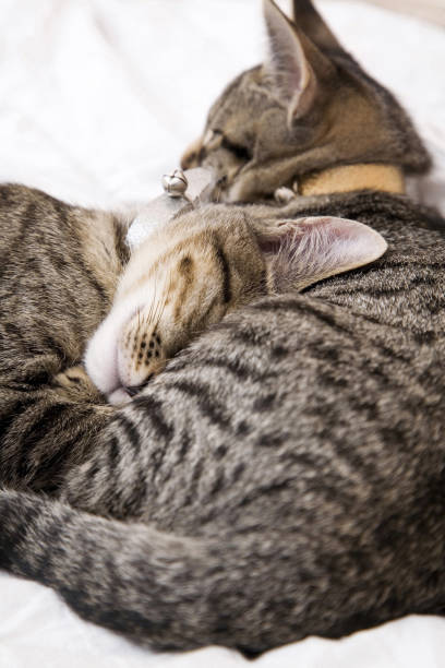 istock Cats cuddling up in bed 1263998077