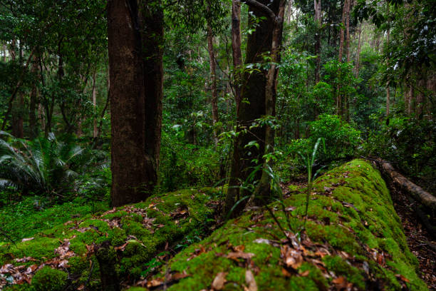 istock Amazing lush rainforest on Fraser Island 1263998138