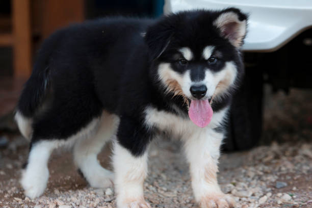 istock Cute Puppy of Alaskan Malamute 1263998426