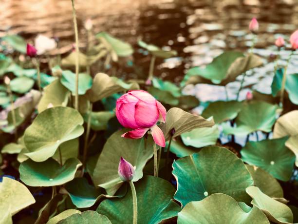 flor de lótus - lotus reflection flower single flower - fotografias e filmes do acervo