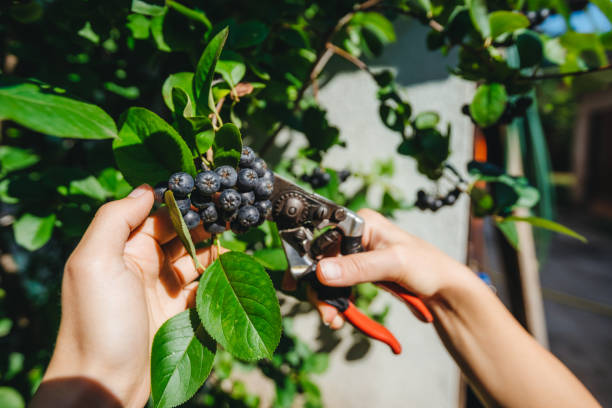 Picking aronia berry fruit Picking aronia berry fruit with garden scissors. POV concept. Aronia berry stock pictures, royalty-free photos & images