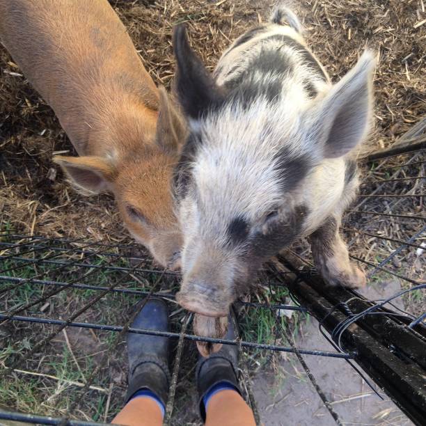 istock Baby pigs at animal sanctuary 1263999842