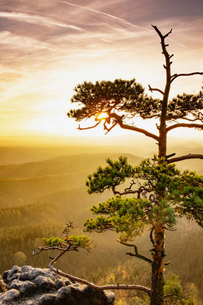 istock Last tree on exposed cliff cliff in mountains in fog 1264000945