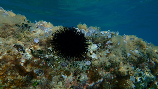 Black sea urchin (Arbacia lixula) undersea, Aegean Sea, Greece, Halkidiki